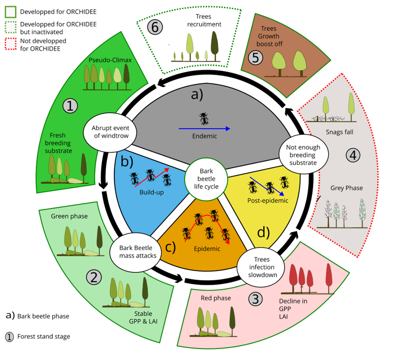 Life cycle of a bark beetle outbreak and subsequent dynamics of a forest stand