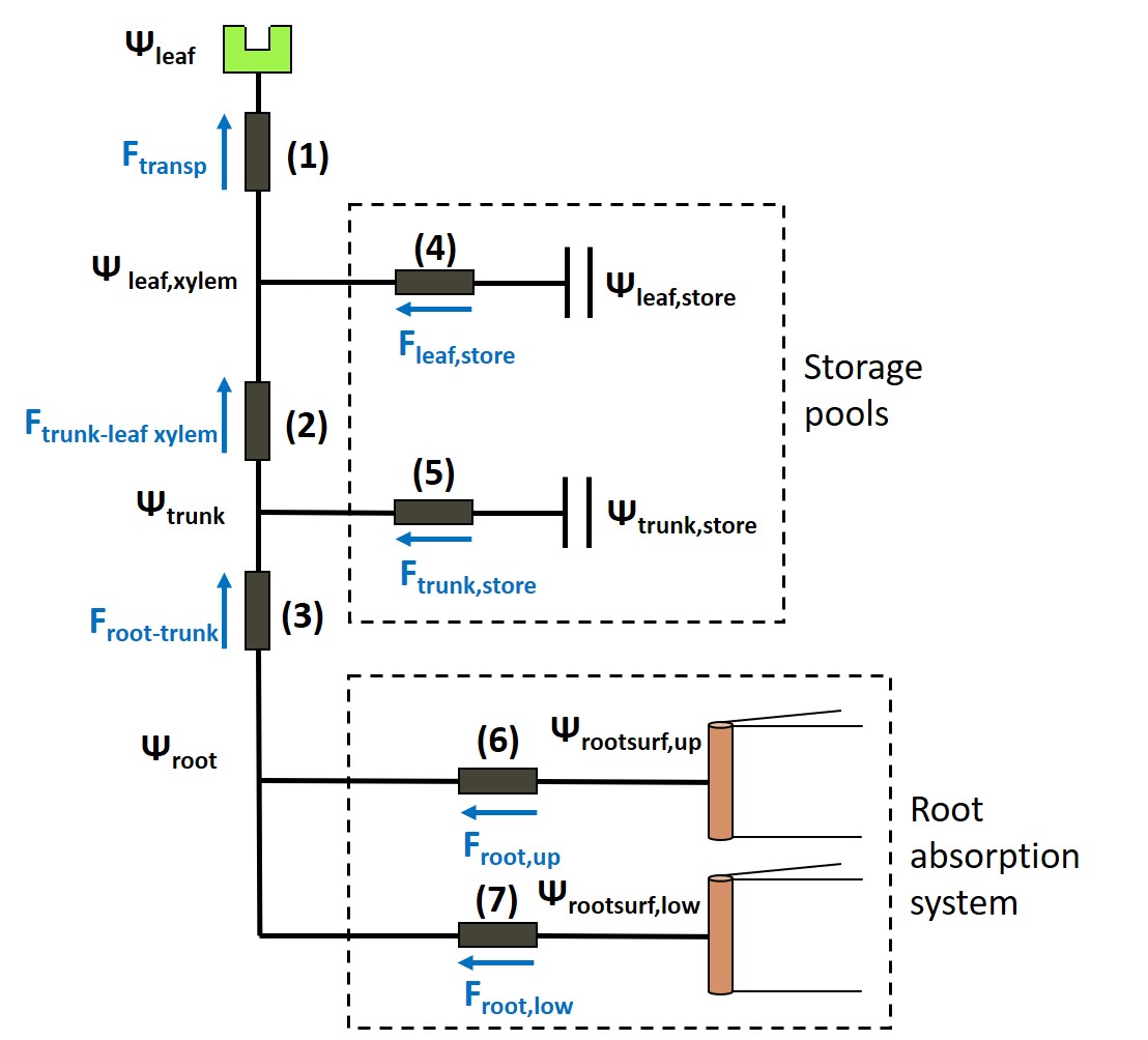 check whether the same symbols are used in the text and the figure. Adjust the figure to the text. Hydraulic Architecture resistance and capacitance network. For the resistances:(1) Mesophyll resistance (R_{meso}); (2) Trunk to leaf xylem resistance (R_{trunk-leaf}); (3) Root to trunk resistance (R_{root-trunk}); (4) Leaf storage resistance (R_{leaf,store}); (5) Trunk storage resistance (R_{trunk,store}); (6) Upper root system resistance (R_{root,up}); (7) Lower root system resistance (R_{root,low}).